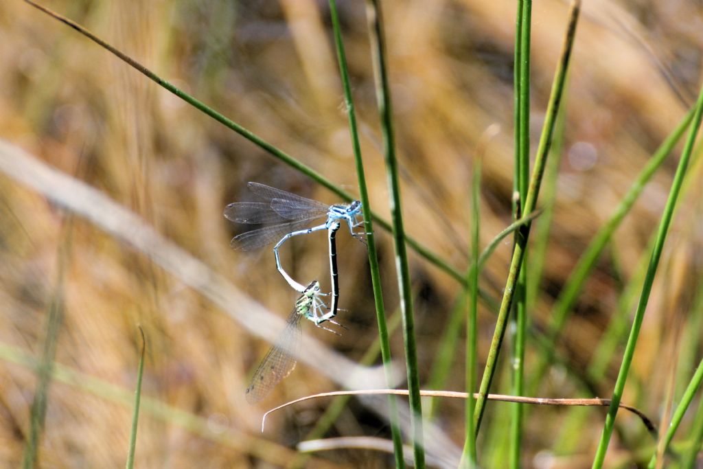 Tutte Coenagrion puella?